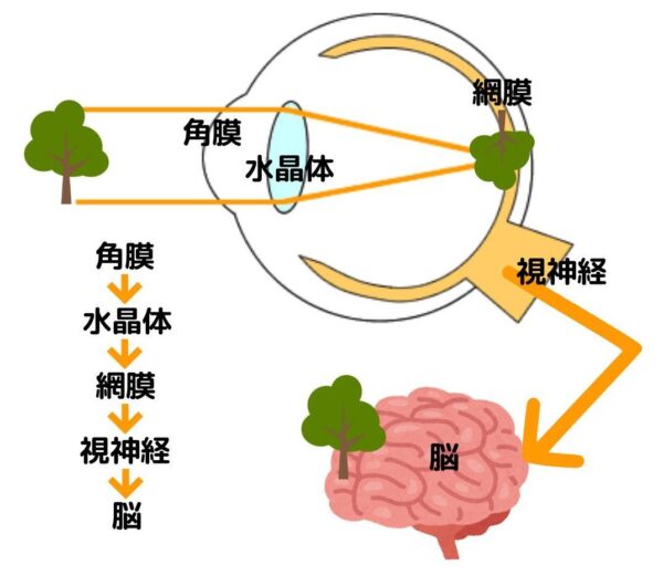 物が見える仕組み